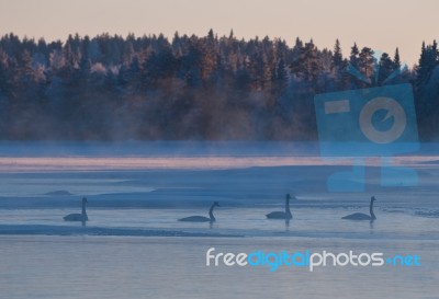 Winter Swans Stock Photo