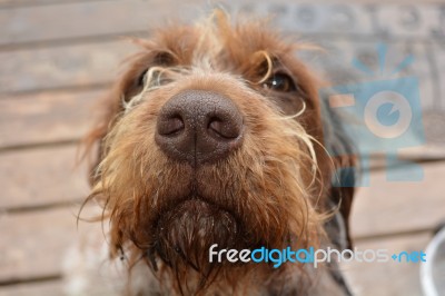 Wirehair Pointing Griffin Face Stock Photo