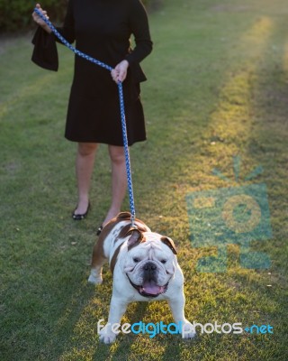 Woman And Bulldog Walking In City Park Stock Photo