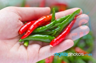 Woman Hand Holding Fresh Chili Peppers Stock Photo