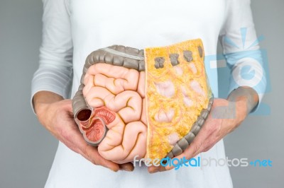 Woman Holding Model Of Human Intestines In Front Of Body Stock Photo