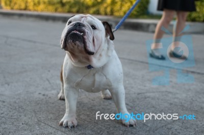 Woman Is Walking With English Bulldog Stock Photo