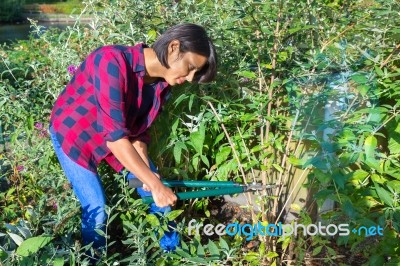 Woman Pruning Buddleja Shrub With Lopping Shears Stock Photo