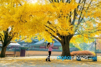 Woman Take A Photo At Autumn In Gyeongbokgung Stock Photo