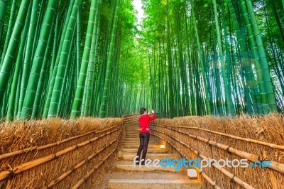 Woman Take A Photo At Bamboo Forest In Kyoto, Japan Stock Photo