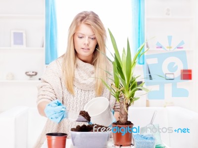 Woman Transplant Plant At Home Stock Photo