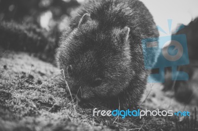 Wombat During The Day Stock Photo