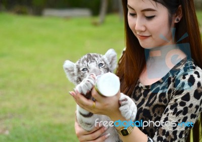 Women Feeding Baby White Bengal Tiger Stock Photo Women Feeding Baby White Bengal Tiger Stock Photo