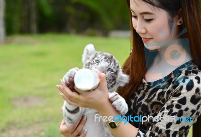 Women Feeding Baby White Bengal Tiger Stock Photo Women Feeding Baby White Bengal Tiger Stock Photo