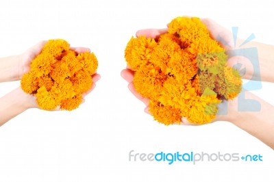 Women Holding Marigold Stock Photo