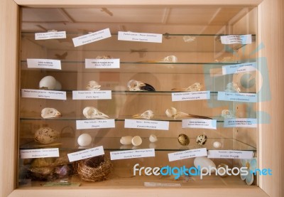 Wood Cabinet With Several Skeleton Heads, Eggs And Nests Stock Photo