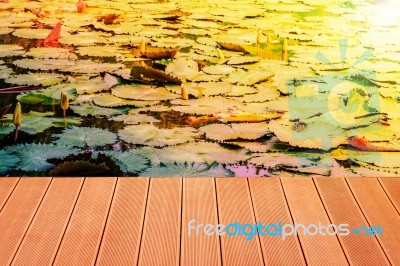 Wood On A Lotus Pond Stock Photo