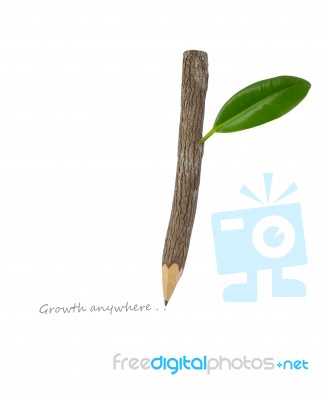 Wood Pencil With Green Leaf Stock Image