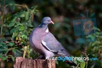 Wood Pigeon Stock Photo