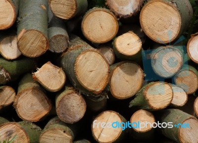 Wood Pile Stock Photo