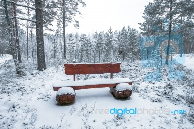 Wooden Bench In The Winter Park Stock Photo