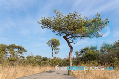 Wooden Path For Hikers In Forest With Pine Trees Stock Photo