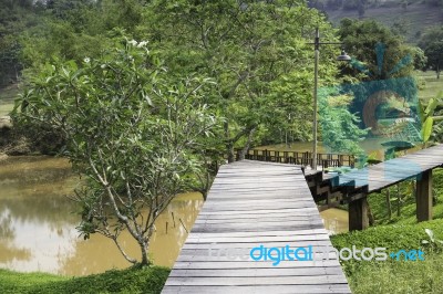 Wooden Walkway To Tropical Garden Stock Photo