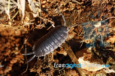 Woodlice Stock Photo