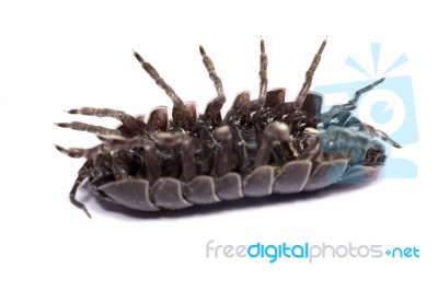 Woodlice Bug Stock Photo