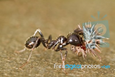 Worker Ants Stock Photo