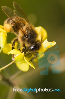 Worker Bee Pollinizing Stock Photo