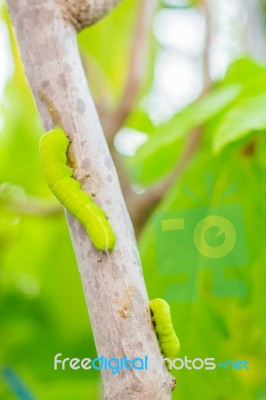 Worm In A Garden Stock Photo