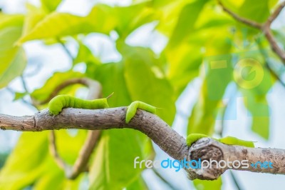 Worm Many Branches Stock Photo