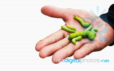Worm On Hands Stock Photo
