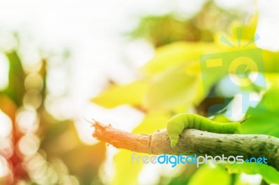 Worm On The Branches Stock Photo