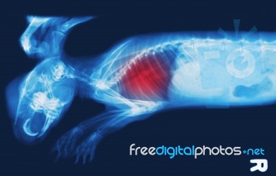 X-ray Image Of Bunny, Chest X-rays  Show Pulmonary Disease Stock Photo