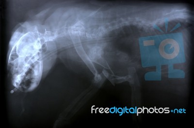 X Ray Picture Of Wild Animal Stock Photo