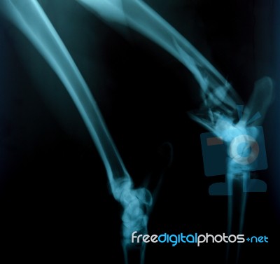 X Ray Picture Of Wild Animal Stock Photo