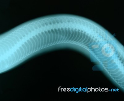 X Ray Picture Of Wild Animal Stock Photo