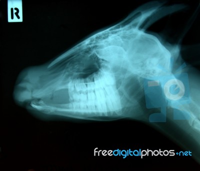 X Ray Picture Of Wild Animal Stock Photo