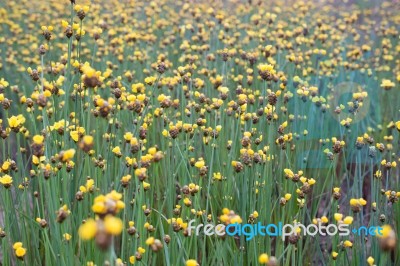 Xyridaceae Beautiful Field Full Of Yellow Stock Photo