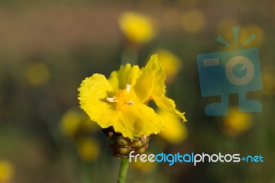 Xyridaceae Beautiful Field Full Of Yellow Macro For Details Stock Photo