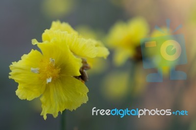 
Xyridaceae Beautiful Field Full Of Yellow Macro For Details Stock Photo