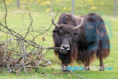 Yak (bos Grunniens) Stock Photo