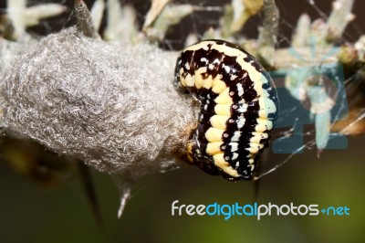 Yellow And Black Caterpillar Stock Photo