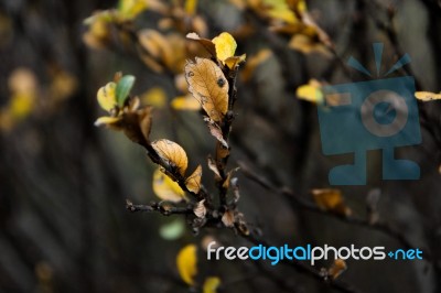 Yellow And Green Autumn Leaves On Dark Brown Branches Stock Photo