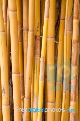 Yellow Bamboo Stock Photo