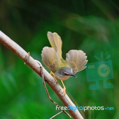 Yellow-bellied Prinia Stock Photo