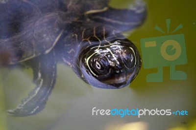 Yellow-bellied Slider Turtle Stock Photo