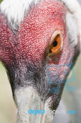 Yellow-billed Stork Stock Photo