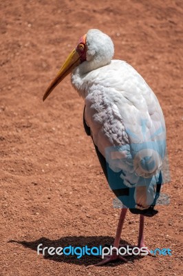 Yellow-billed Stork (mycteria Ibis) At The Bioparc In Fuengirola… Stock Photo