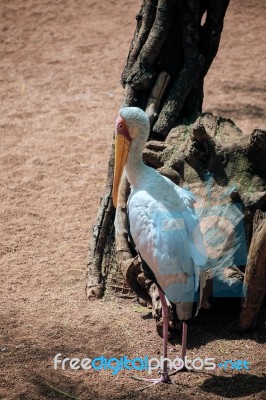 Yellow-billed Stork (mycteria Ibis) At The Bioparc In Fuengirola… Stock Photo