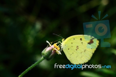 Yellow Butterfly Stock Photo