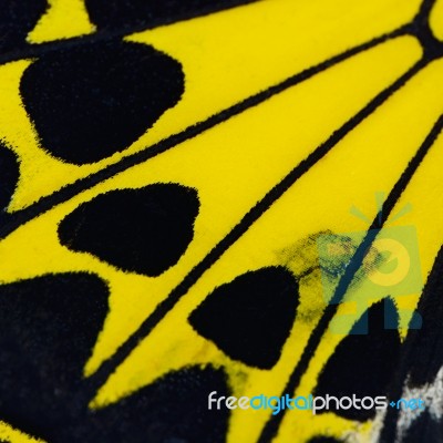 Yellow Butterfly Wing Stock Photo