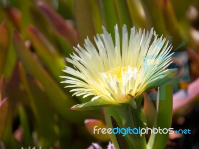 Yellow Carpobrotus Edulis Flower Costa Del Sol Stock Photo